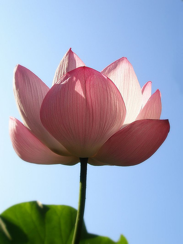Hot Dog, Pink Lotus