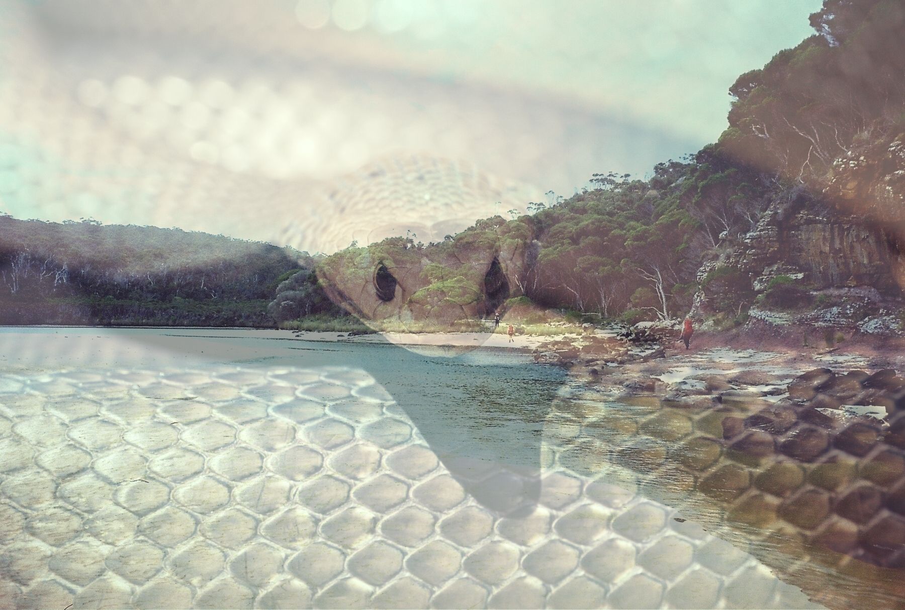 An image of an eastern brown snake superimposed over a photograph of a small ocean inlet with a small rocky cliff face and bushland down to the beach, upon which three people with backpacks are bushwalking. 
