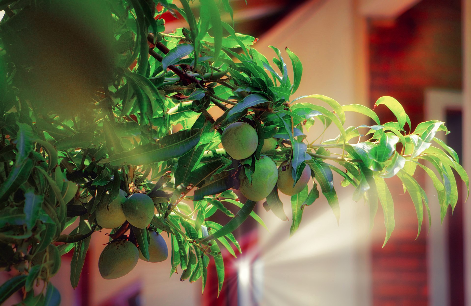 A branch of a mango tree with several unripe mangos.