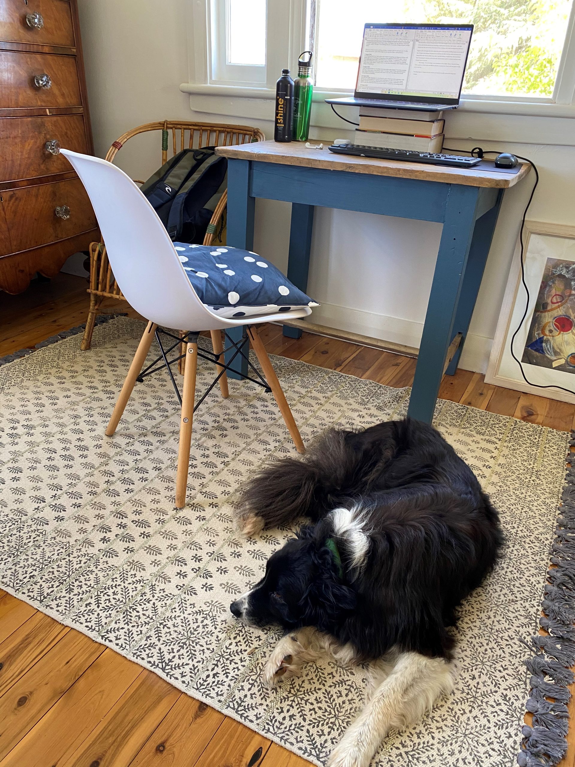 A small blue painted timber desk against a window, with a laptop propped up on several books and connected to an external keyboard and mouse. An elderly black and white border collie lies on a cream rug on the timber floor next to a white kitchen chair.