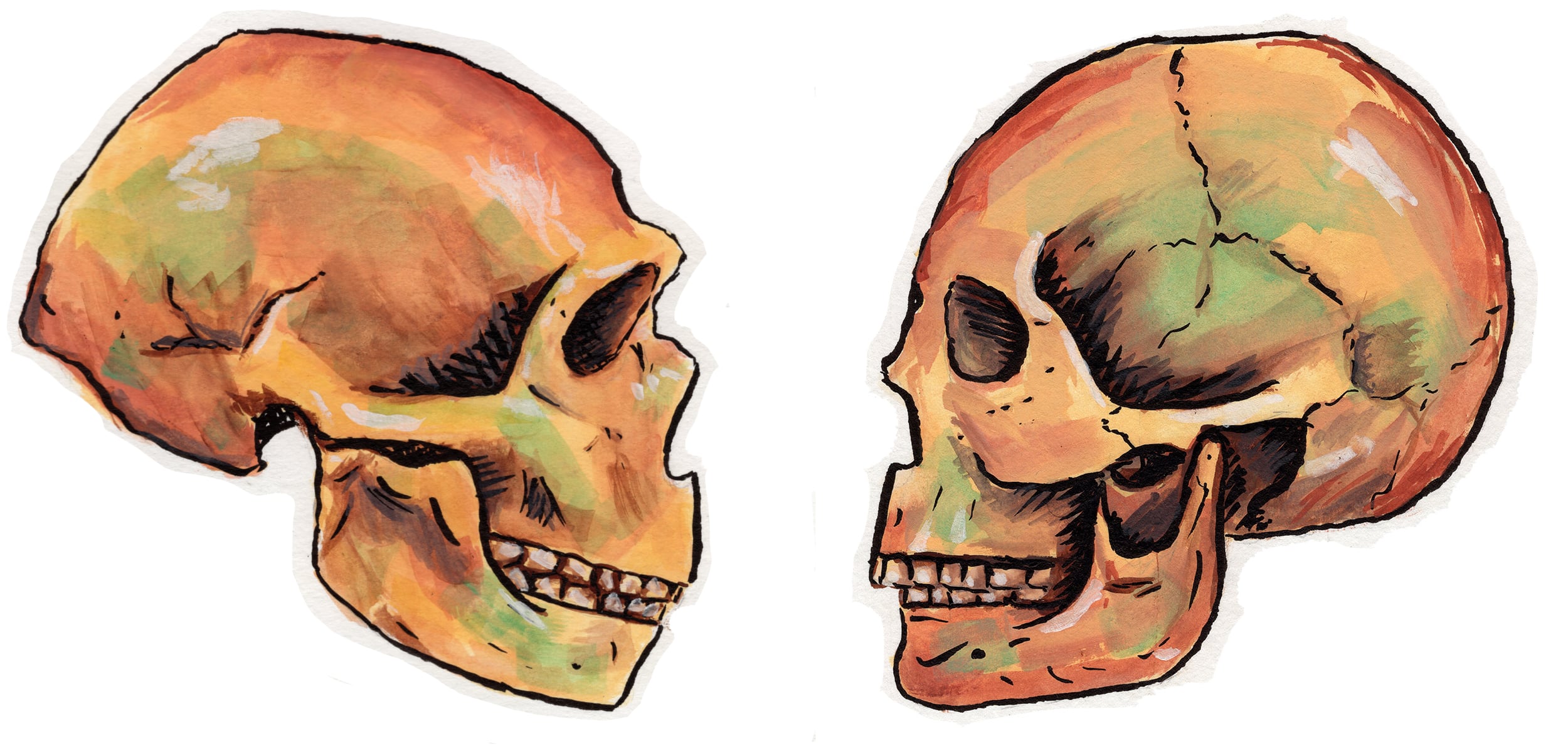 illustration of two skulls in profile, facing each other. The skull on the left is of a Neanderthal or other primitive, while the skull on the right is of a modern human.