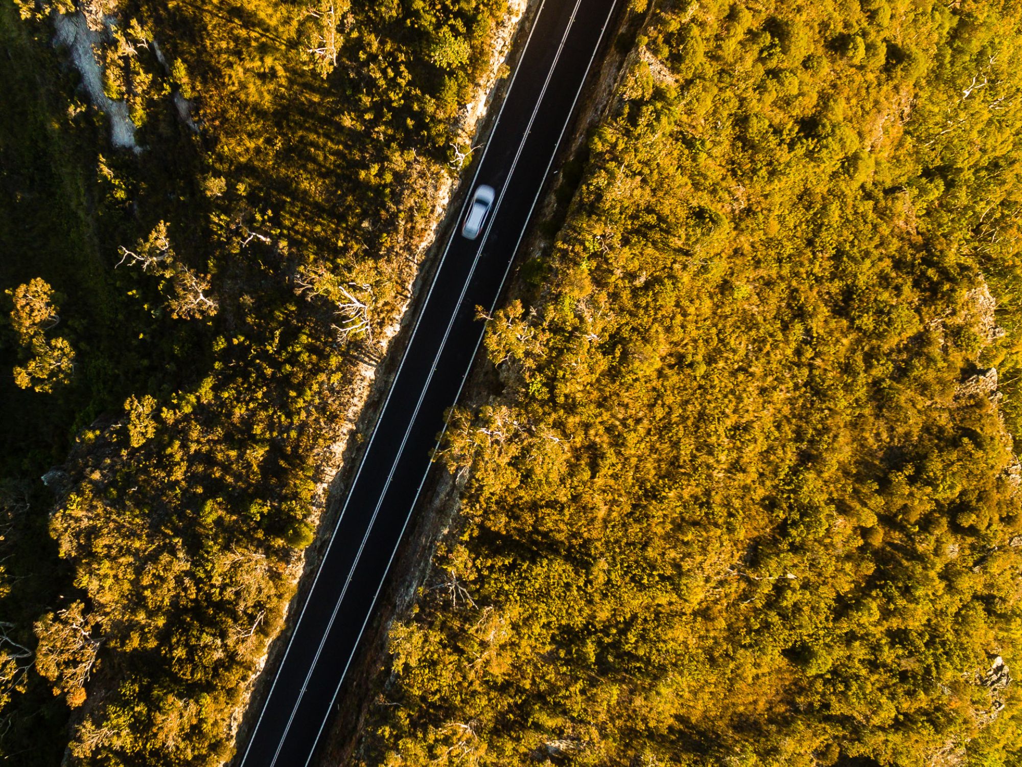 An overhead photograph of a road intersecting bushland, bathed in golden sunlight.