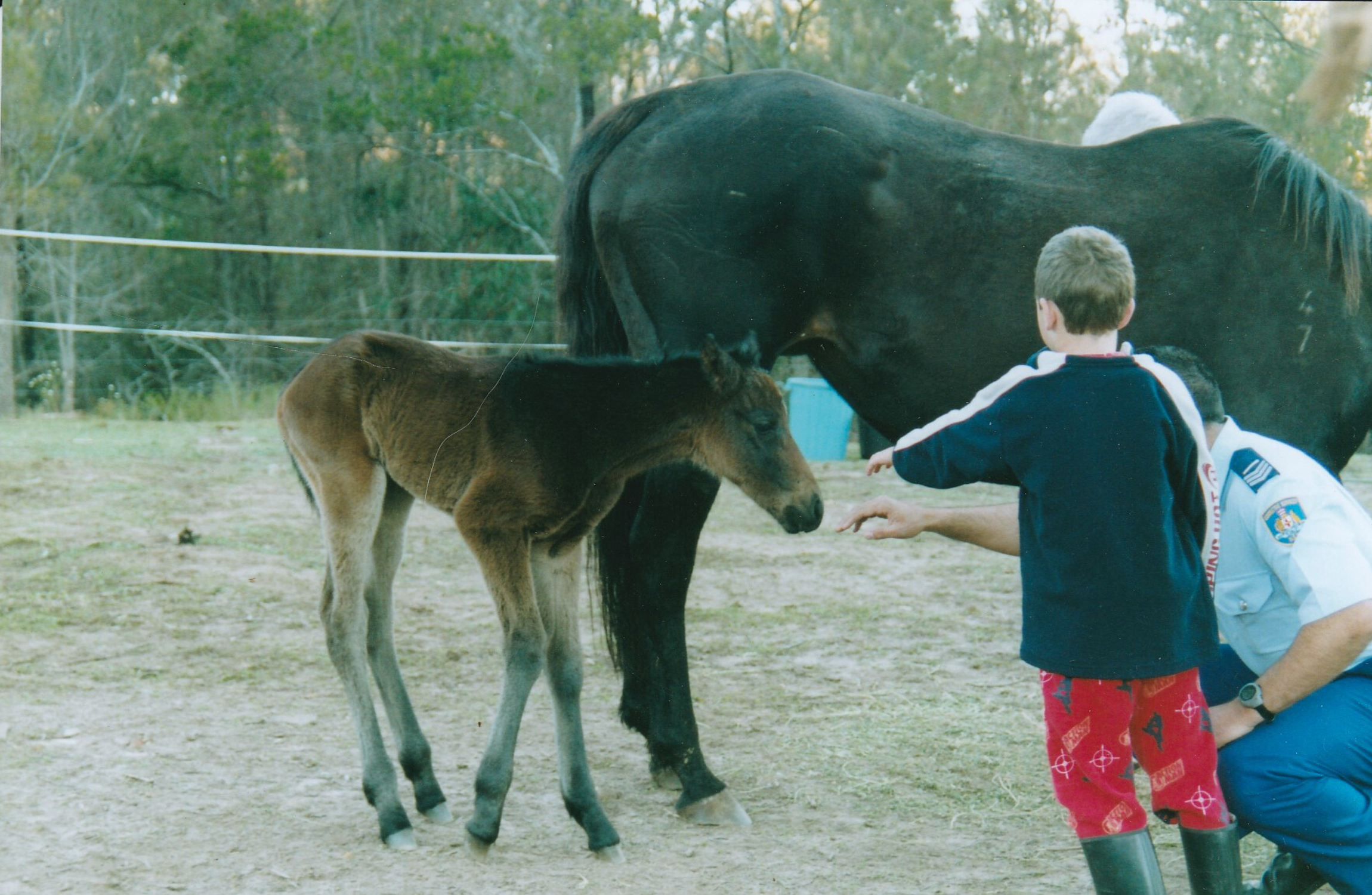 A photo of a foal, with a horse behind it. Both are dark. Reaching out to them with their hands are a boy and his father, who is dressed in a policeman's uniform.