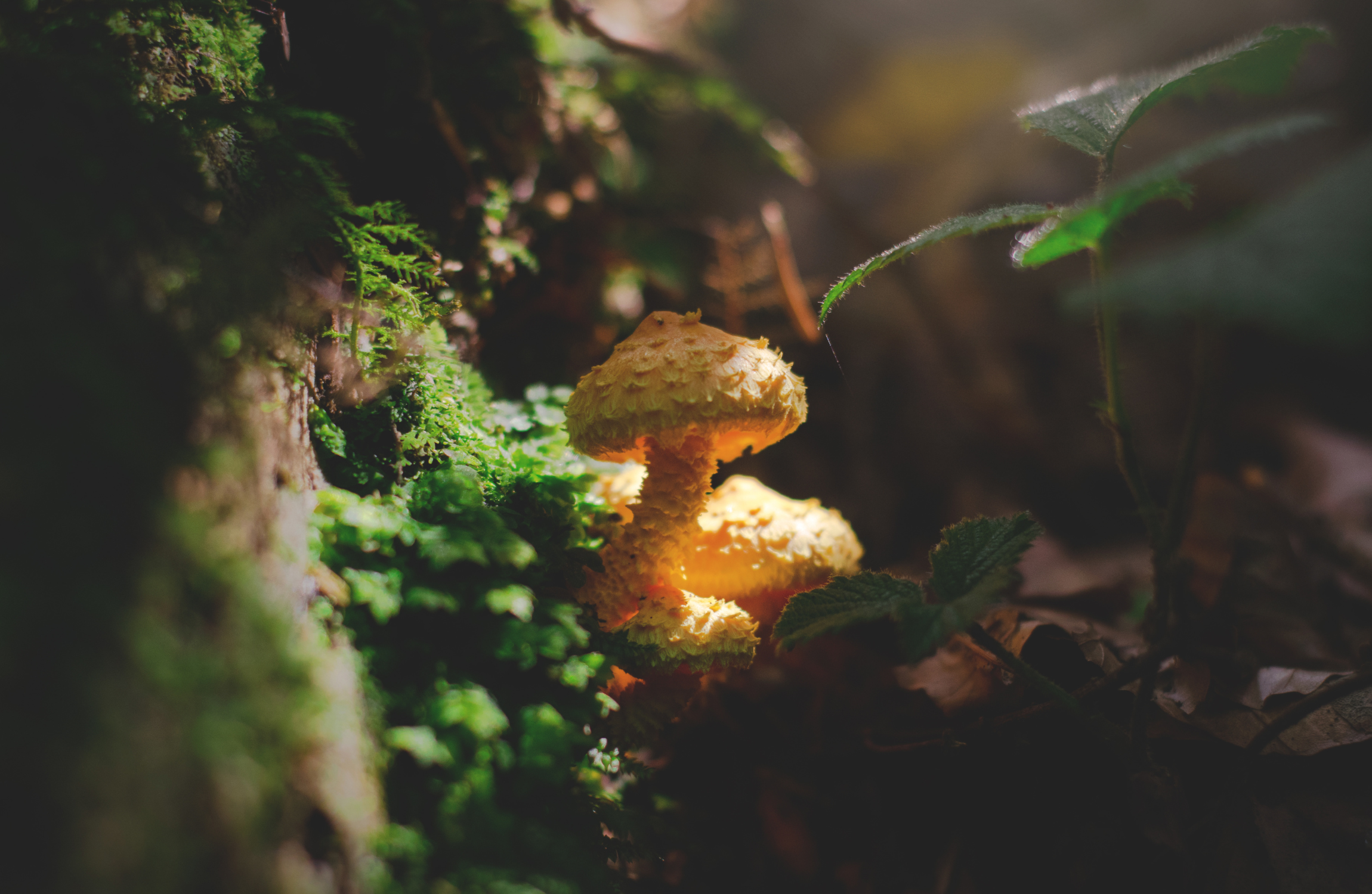 The Future is Fungi