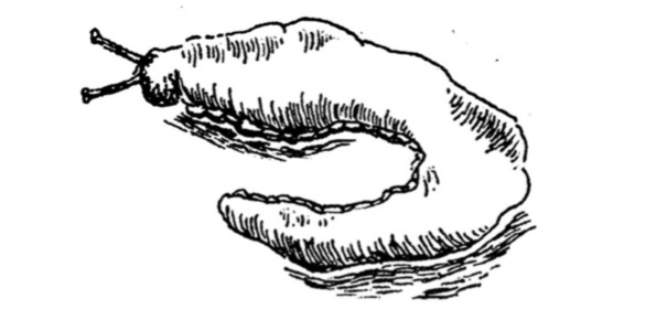 A slug.